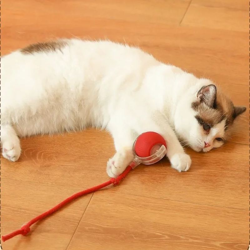 Mainan Kucing Pintar HOT, Bola - Pet Supplies First ulasan dan harga