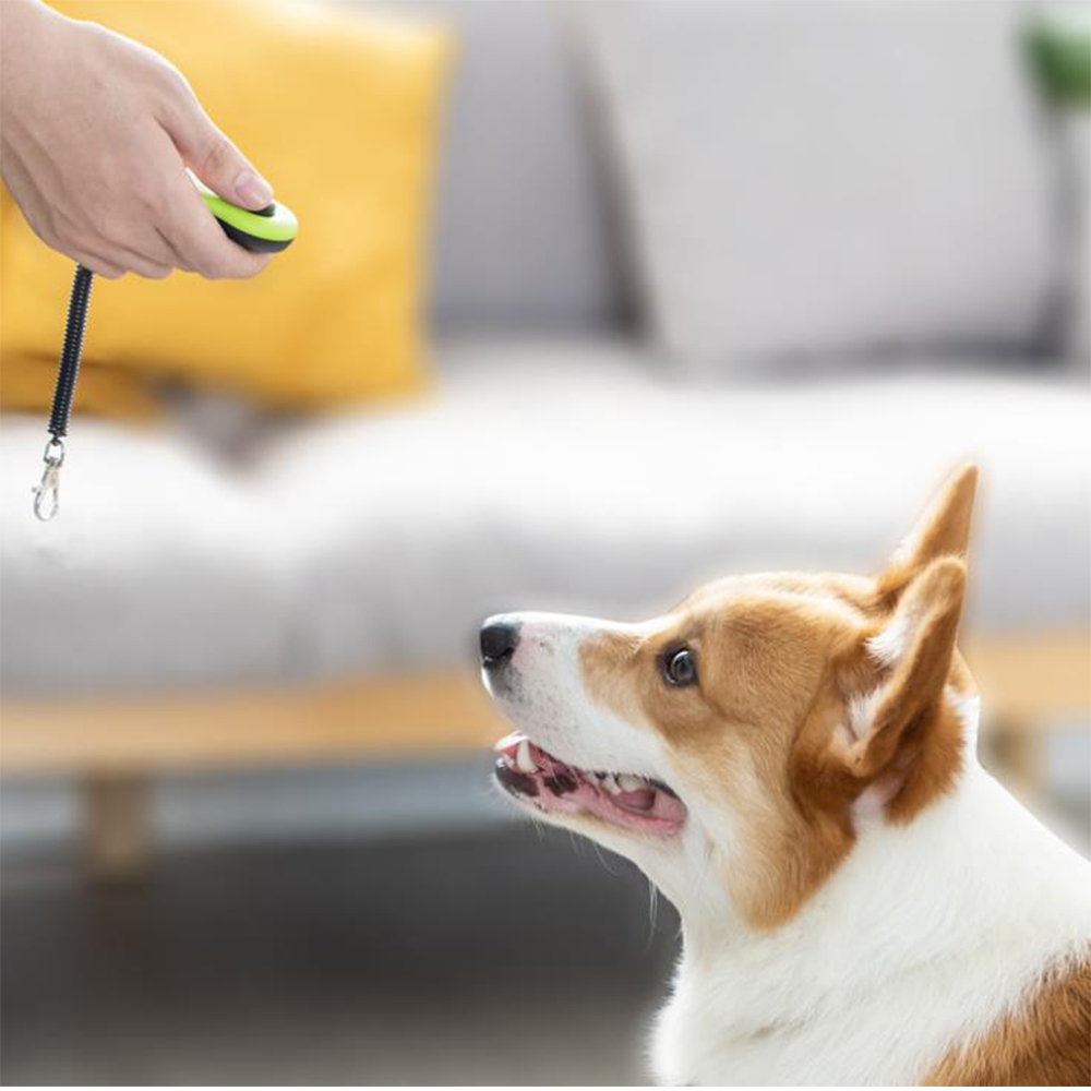 Clicker Pelatihan Anjing 2 in  - Training Clicker Dog ulasan dan harga