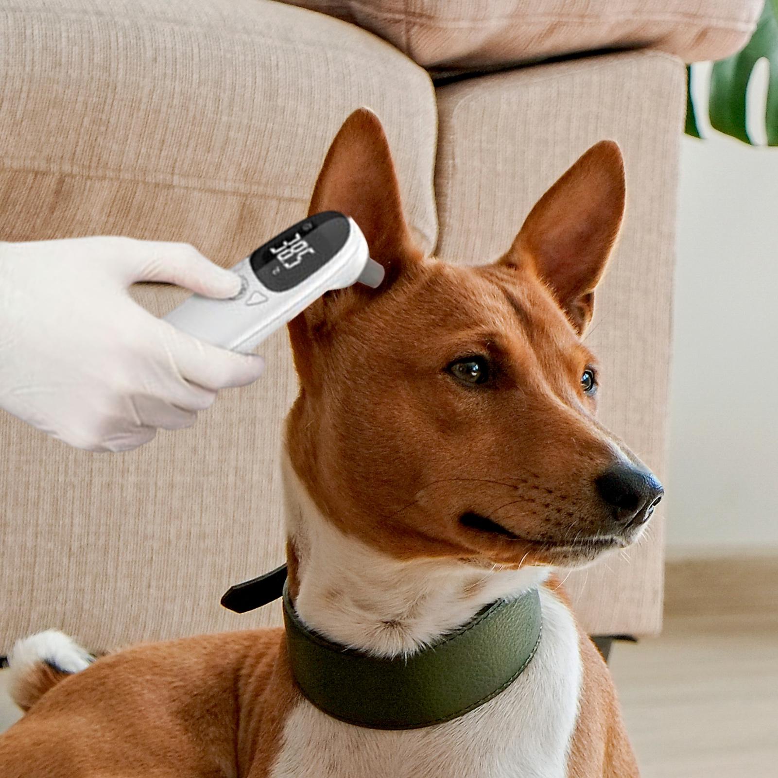 Termometer Telinga Anjing Kuci - Pet Supplies Vet ulasan dan harga