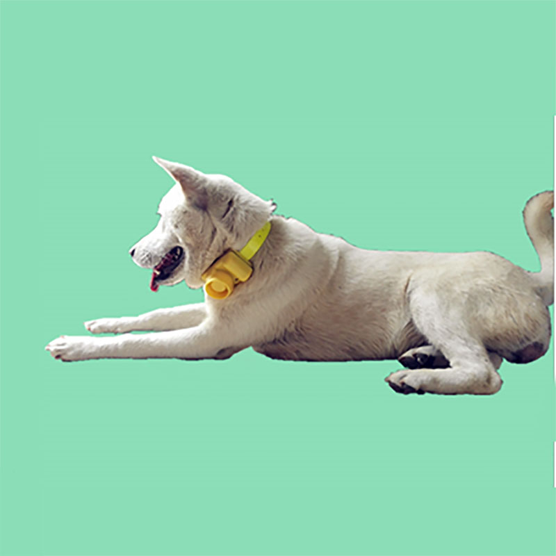 Kerah anjing tahan air luar ru - Training Clicker Dog ulasan dan harga